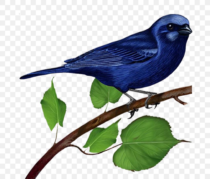 Bird Parrot Budgerigar Clip Art, PNG, 700x700px, Bird, Beak, Bird Nest, Blueandyellow Macaw, Bluebird Download Free