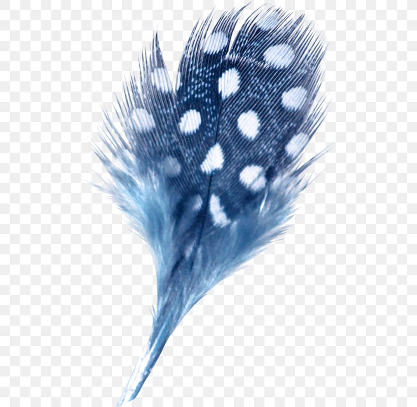 Feather Drawing Bird White, PNG, 507x800px, Feather, Art, Bird, Blue, Color Download Free