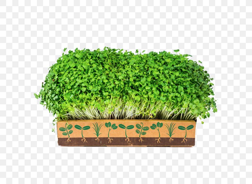 Kale Leaf Vegetable Herb Microgreen, PNG, 600x600px, Kale, Flowerpot, Garden, Grass, Grass Family Download Free