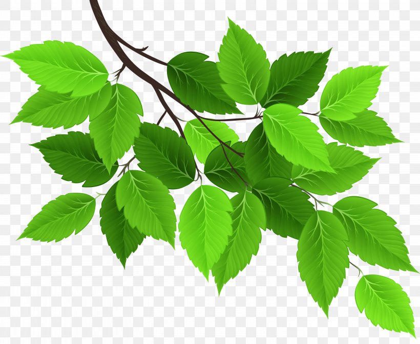 Leaf Green, PNG, 6000x4931px, Light, Branch, Color, Green, Jiaogulan Download Free