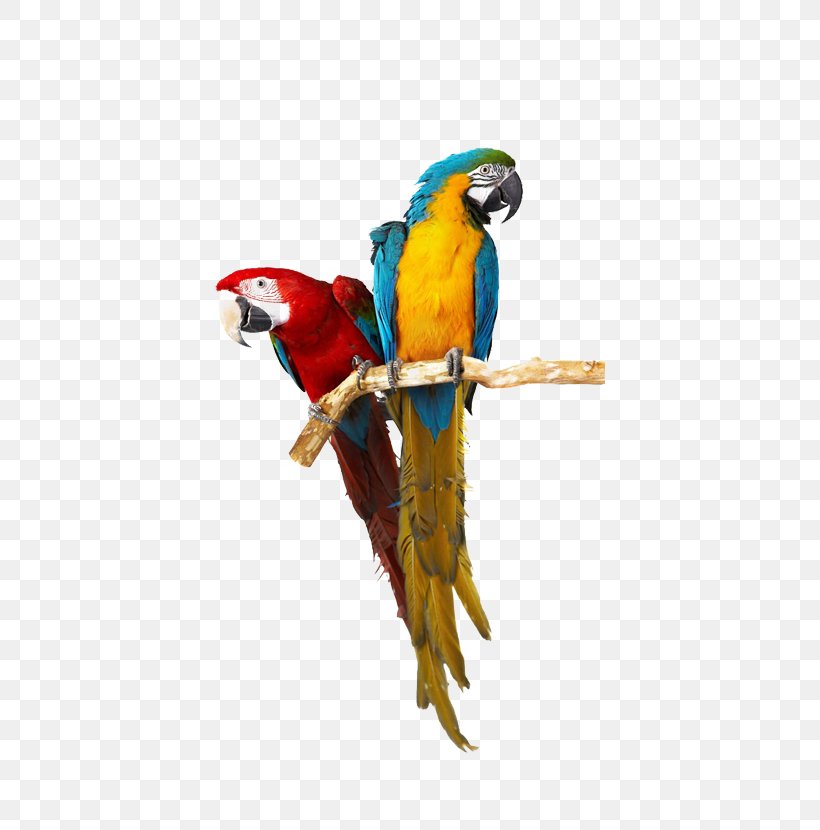 Lovebird Parrot Cockatiel Caique, PNG, 714x830px, Bird, Beak, Birdcage, Blueandyellow Macaw, Cage Download Free