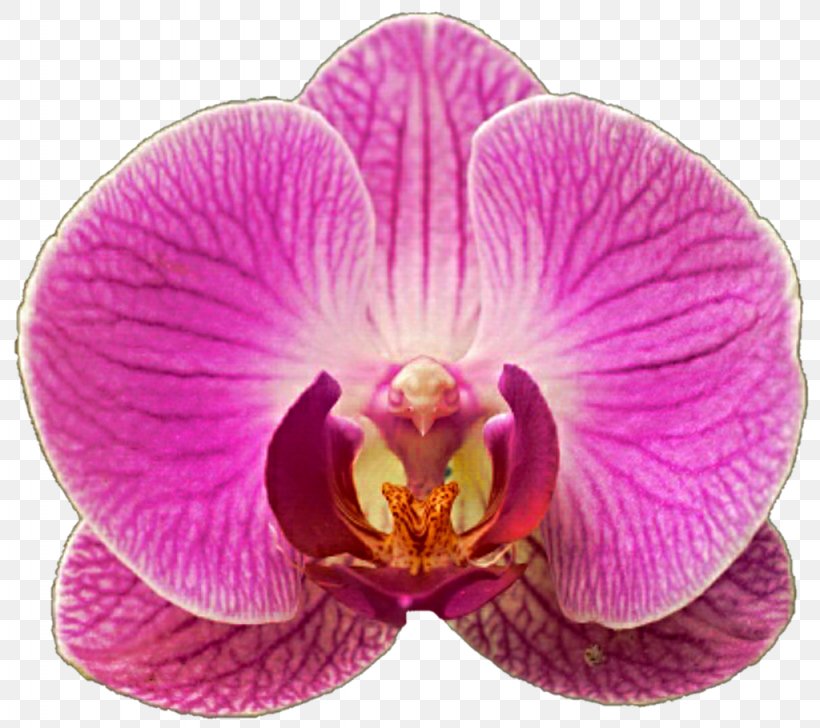 Moth Orchids Clip Art, PNG, 1024x910px, Orchids, Color, Deviantart, Flower, Flowering Plant Download Free