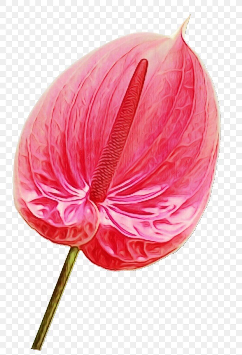 Pink Flower Cartoon, PNG, 803x1204px, Watercolor, Anthurium, Closeup, Flower, Magenta Download Free