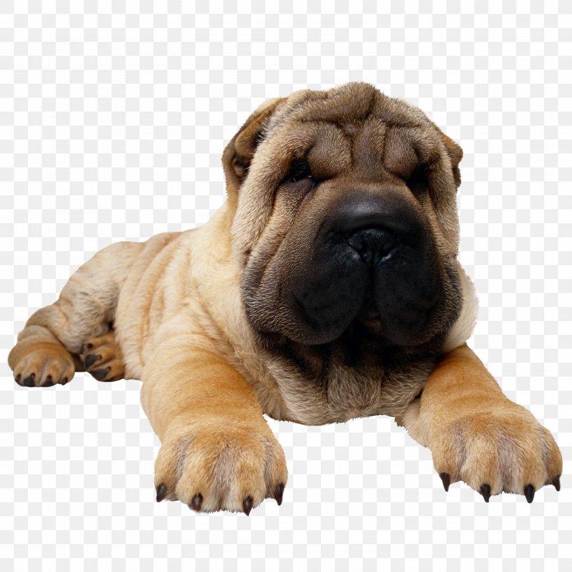 Shar Pei Puppy Bulldog Pug Clip Art, PNG, 3155x3155px, Shar Pei, Bulldog, Carnivoran, Companion Dog, Dog Download Free