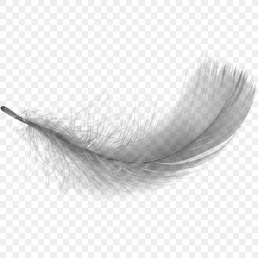 White Feather Desktop Wallpaper Clip Art, PNG, 1920x1920px, Feather, Black And White, Drawing, Eyelash, Monochrome Download Free