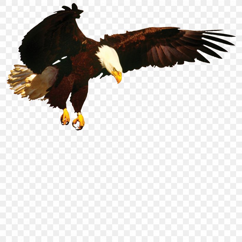 Bald Eagle How To Be Ultra Spiritual: 12 1/2 Steps To Spiritual Superiority Vulture Beak, PNG, 2000x2000px, Bald Eagle, Accipitriformes, Beak, Bird, Bird Of Prey Download Free