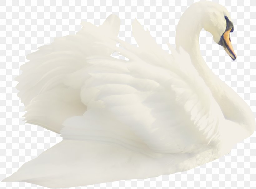 Cygnini Duck Feather Beak White, PNG, 1900x1408px, Cygnini, Beak, Bird, Duck, Ducks Geese And Swans Download Free
