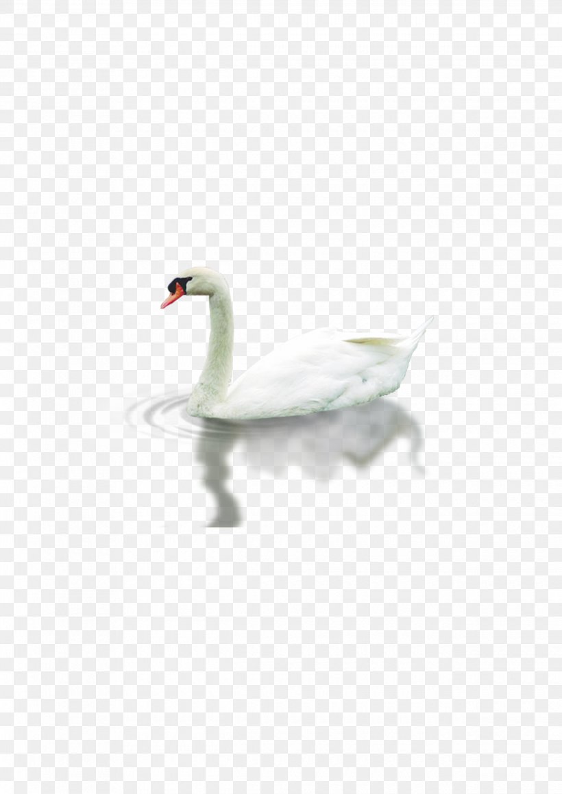 Cygnini Falcated Duck Download, PNG, 2480x3508px, Cygnini, Animal, Beak, Bird, Cartoon Download Free