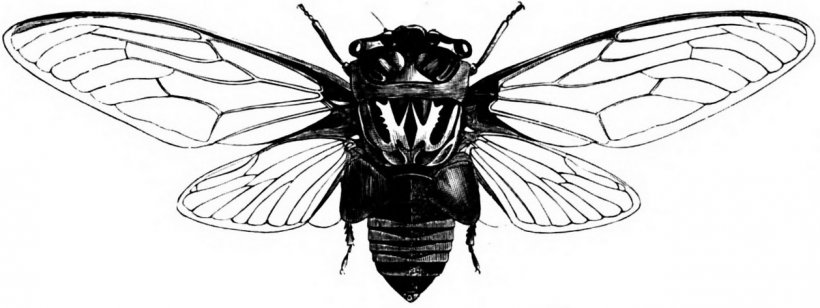 Elementary Text-book Of Entomology Cicadas Drawing Thopha Saccata Insect, PNG, 1258x474px, Cicadas, Animal, Art, Arthropod, Artwork Download Free