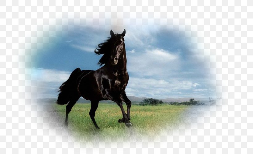 Stallion Thoroughbred Andalusian Horse Desktop Wallpaper Mare, PNG, 800x500px, Stallion, Andalusian Horse, Aptoide, Black, Bridle Download Free