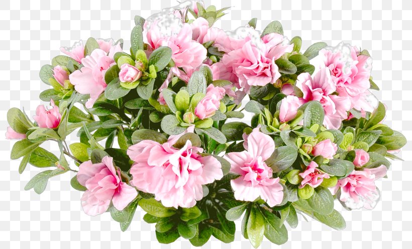 Garden Roses Flower Bouquet Pink White, PNG, 800x496px, Garden Roses, Annual Plant, Azalea, Blossom, Chrysanthemum Download Free