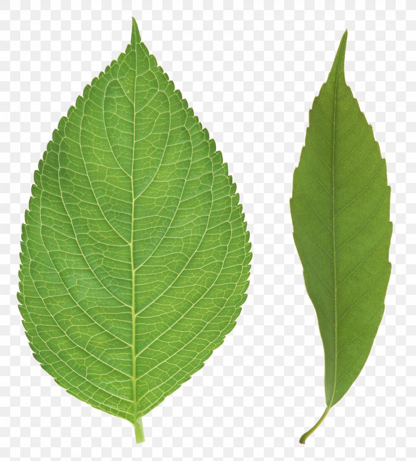 Leaf Clip Art, PNG, 2531x2800px, Leaf, Autumn Leaf Color, Green, Image Resolution, Plant Download Free