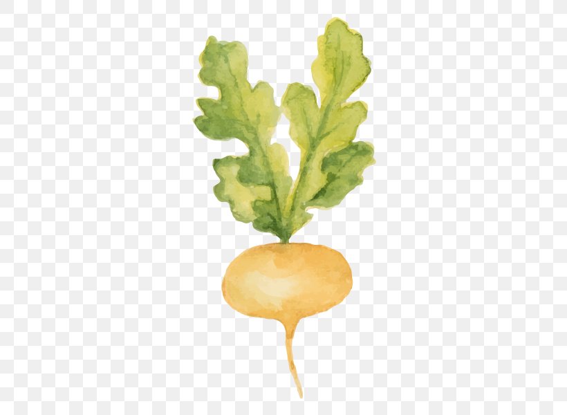 Leaf Vegetable Turnip Veg Patch: Inspiration And Practical Advice For Beginners Watercolor Painting, PNG, 600x600px, Leaf Vegetable, Branch, Cauliflower, Daikon, Food Download Free