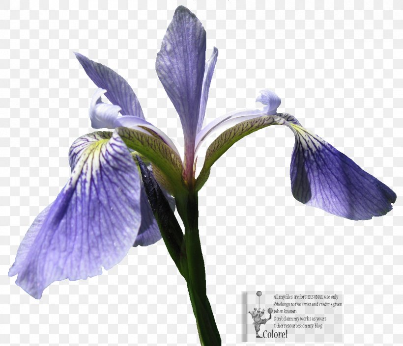 Northern Blue Flag Orris Root Irises, PNG, 1200x1032px, Northern Blue Flag, Flower, Flowering Plant, Iris, Iris Family Download Free
