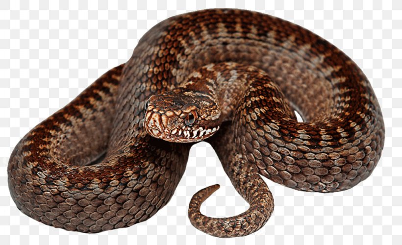 Rattlesnake Vipers King Cobra, PNG, 1024x625px, Snake, Animal, Boa Constrictor, Cobra, Colubridae Download Free