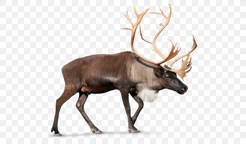 Reindeer Rudolph Clip Art, PNG, 535x480px, Reindeer, Antler, Deer, Elk, Fauna Download Free
