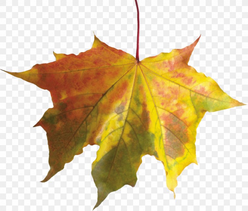 Autumn Leaf Color Clip Art, PNG, 1024x872px, Autumn, Autumn Leaf Color, Image File Formats, Image Resolution, Leaf Download Free