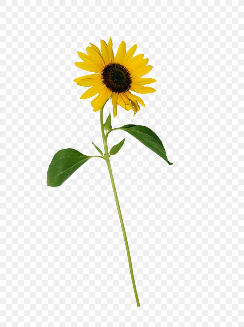 Common Sunflower Sunflower Seed Clip Art, PNG, 727x1098px, Common Sunflower, Annual Plant, Black And White, Daisy Family, Flower Download Free