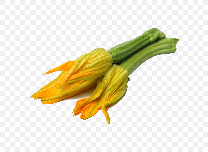 Field Pumpkin Summer Squash Mitte Kilometer Koriandrum, PNG, 600x600px, Field Pumpkin, Flower, Flowering Plant, Food, Kilometer Download Free