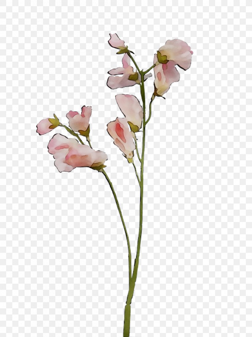 Moth Orchids Cut Flowers Vase Bud Plant Stem, PNG, 1044x1392px, Moth Orchids, Alismatales, Artificial Flower, Botany, Bud Download Free