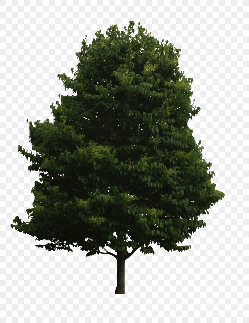 Spruce Tree Of Life Fir Oak, PNG, 1872x2424px, Spruce, Bay Laurel, Biome, Birch, Branch Download Free