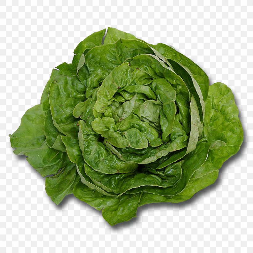 Butterhead Lettuce Leaf Vegetable Romaine Lettuce Salad, PNG, 1200x1200px, Butterhead Lettuce, Cabbage, Chard, Collard Greens, Cooking Download Free