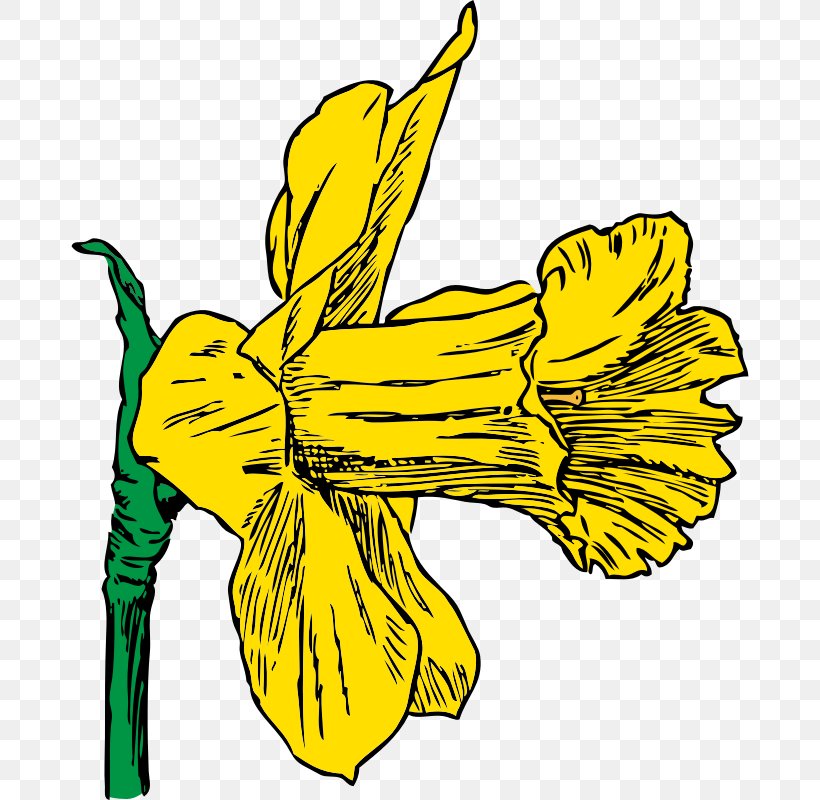 Daffodil Drawing Clip Art, PNG, 800x800px, Daffodil, Art, Artwork, Black And White, Blog Download Free