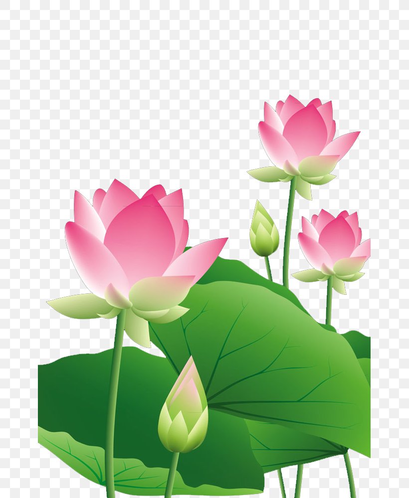 Lotus Lotus Leaf, PNG, 667x1000px, Nelumbo Nucifera, Aquatic Plant, Aquatic Plants, Flora, Floral Design Download Free