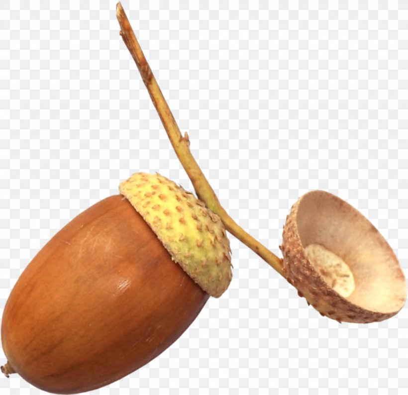 Acorn Auglis PhotoScape, PNG, 1024x992px, Acorn, Auglis, Blog, Commodity, Food Download Free