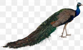 Peacock - Asiatic Peafowl Bird Green Peafowl PNG