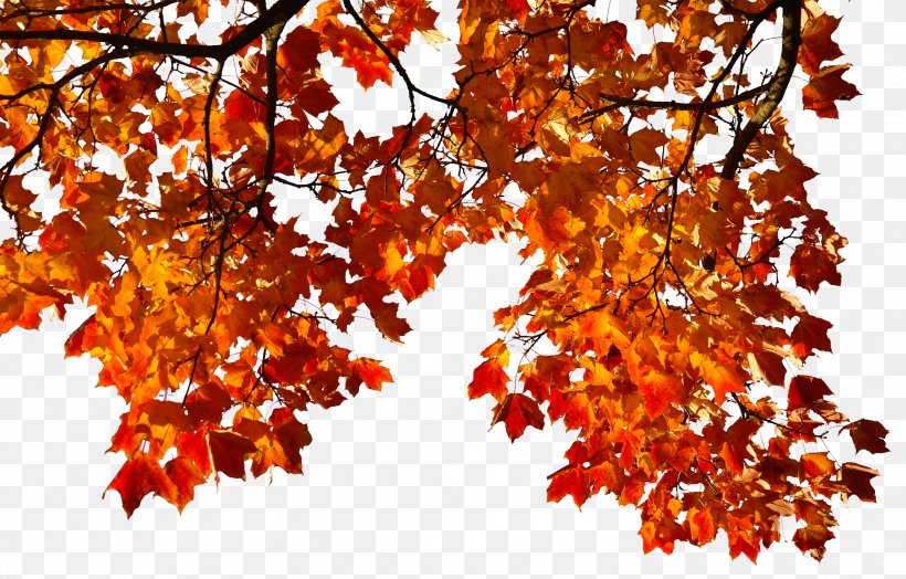Autumn Leaf Clip Art, PNG, 3000x1919px, Autumn, Autumn Leaf Color, Branch, Deciduous, Fundal Download Free