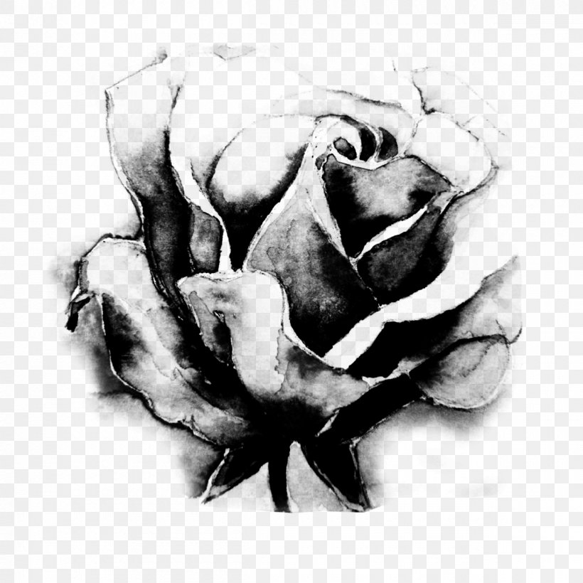 Black And White Black Rose Garden Roses Flower, PNG, 1200x1200px, Black And White, Artwork, Black, Black Rose, Blood Download Free