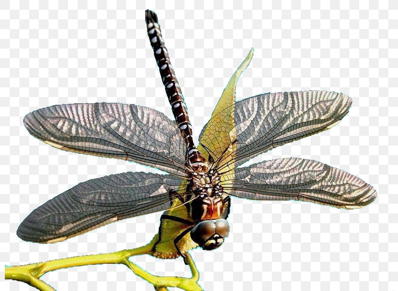 Mykonos Samos Insect Dragonfly Ferry, PNG, 800x600px, Mykonos, Arthropod, Com, Dragonflies And Damseflies, Dragonfly Download Free