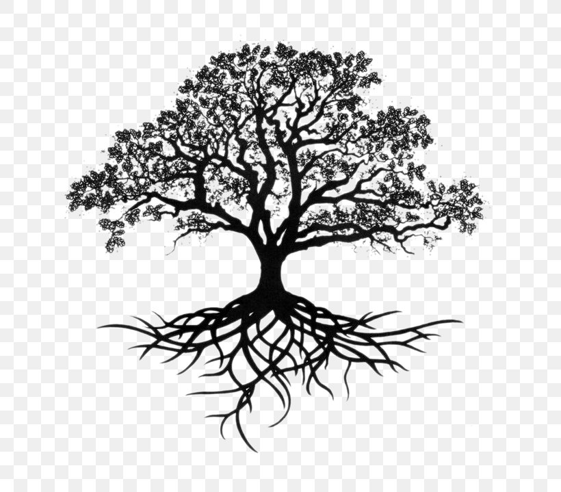 Southern Live Oak Drawing Tree Sketch, PNG, 736x719px, Southern Live Oak, Acorn, Art, Black And White, Branch Download Free