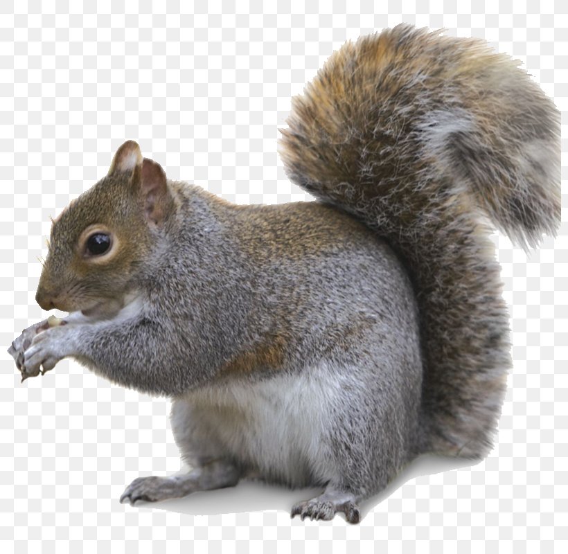 Fox Squirrel Trapping Southern Flying Squirrel Fur, PNG, 800x800px, Fox Squirrel, Air Fresheners, Animal, Animal Control And Welfare Service, Fauna Download Free