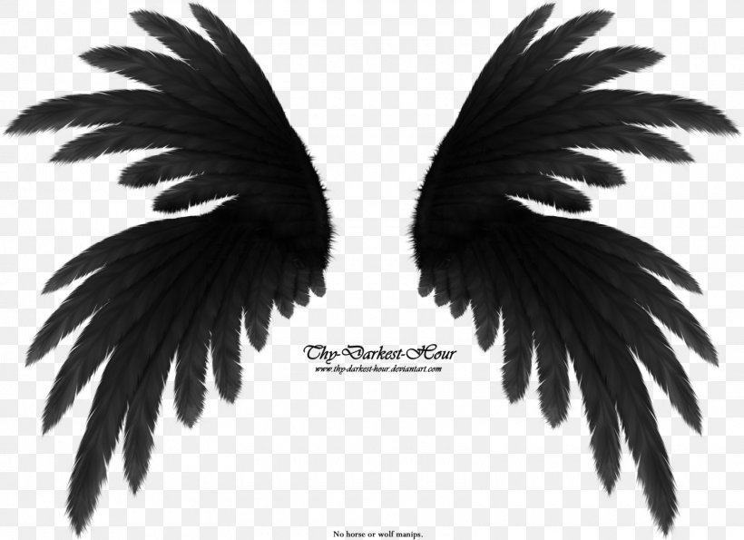 Preview Standard Test Image, PNG, 1600x1161px, Preview, Angel Wing, Arecales, Beak, Black And White Download Free
