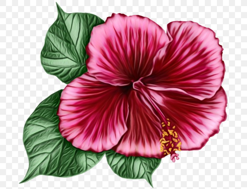 Family Tree Background, PNG, 700x626px, Shoeblackplant, Annual Plant, China Rose, Chinese Hibiscus, Flower Download Free