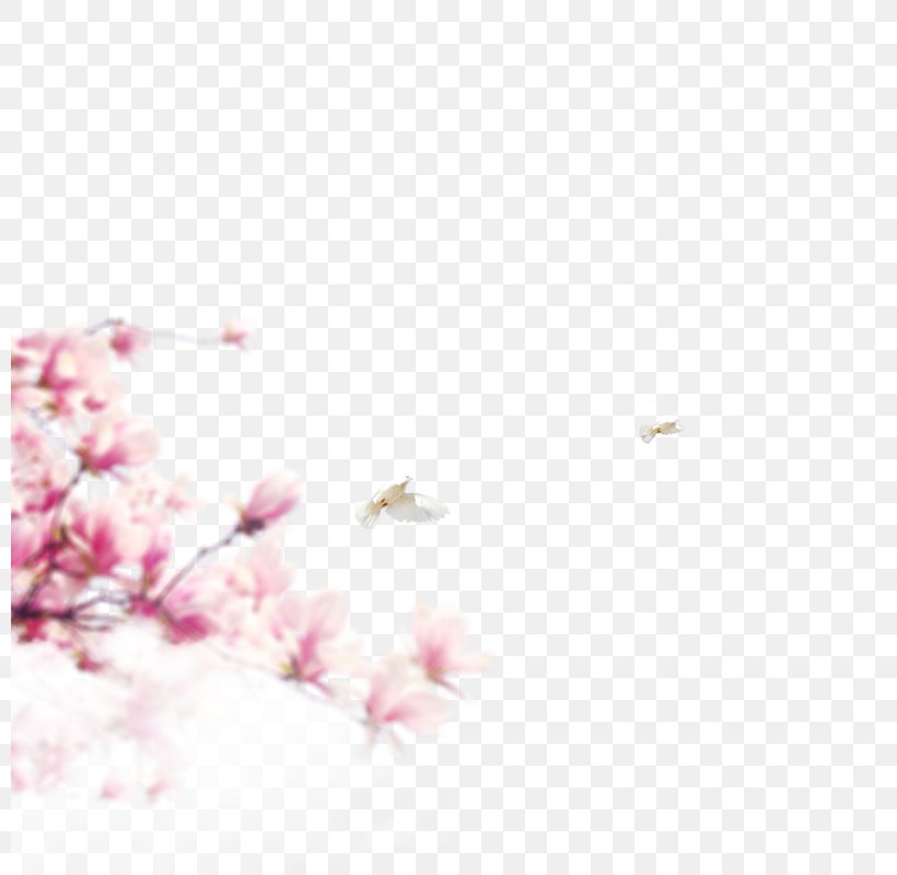 Pattern, PNG, 800x800px, Template, Cherry Blossom, Designer, Flower, Google Images Download Free