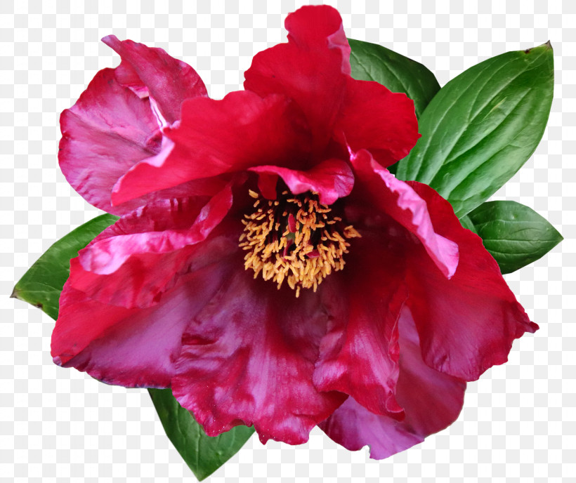 Peony Flower Annual Plant Herbaceous Plant Camellia, PNG, 1280x1075px, Peony, Annual Plant, Camellia, Flower, Flower 10 Download Free