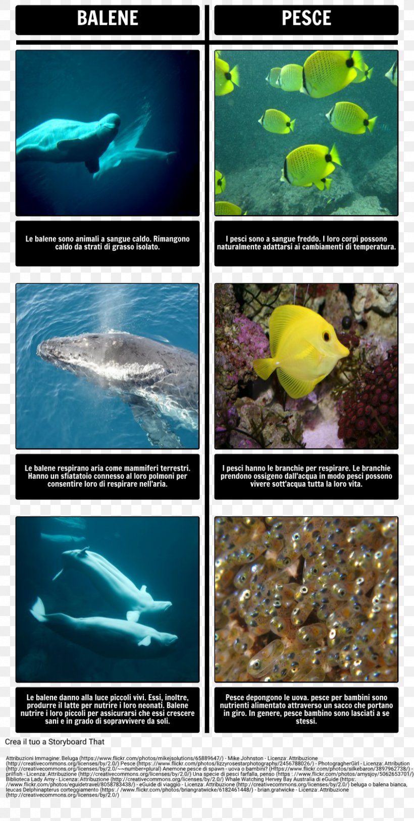 Amos & Boris Sea Mammals Marine Mammal Cetacea, PNG, 843x1672px, Marine Mammal, Advertising, Animal, Aquatic Mammal, Cetacea Download Free