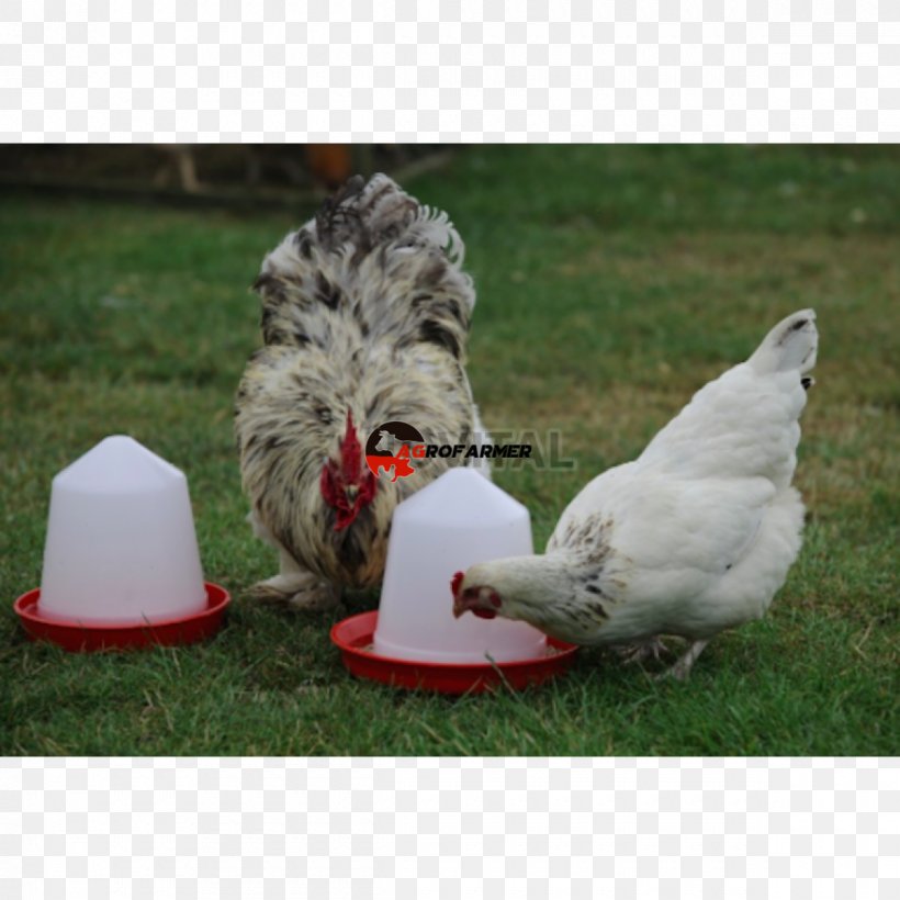 Bird Feeders Fodder Kilogram, PNG, 1200x1200px, Bird Feeders, Beak, Bird, Cell, Chicken Download Free