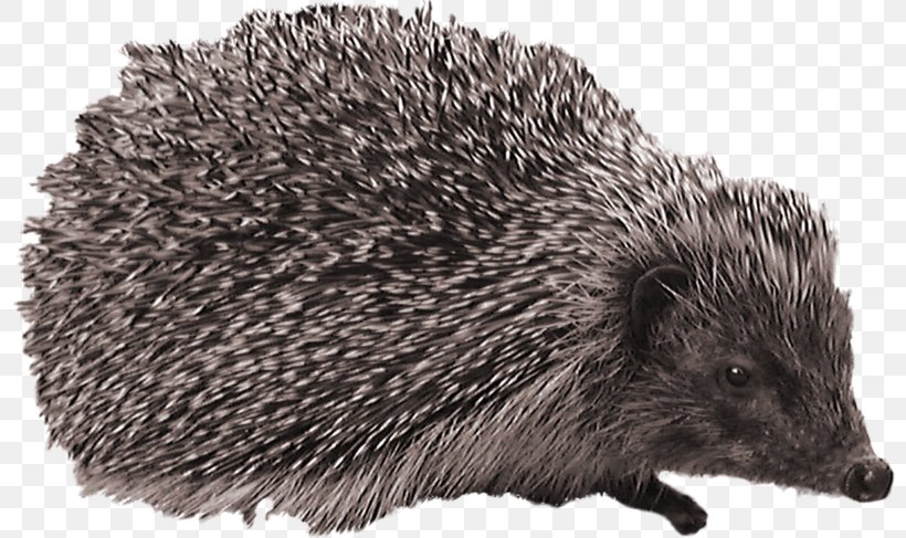 European Hedgehog Digital Image Clip Art, PNG, 800x487px, Hedgehog, Animal, Data Compression, Digital Image, Domesticated Hedgehog Download Free