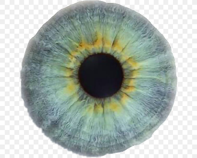 Light Eye Color Iris Human Eye, PNG, 660x656px, Watercolor, Cartoon, Flower, Frame, Heart Download Free