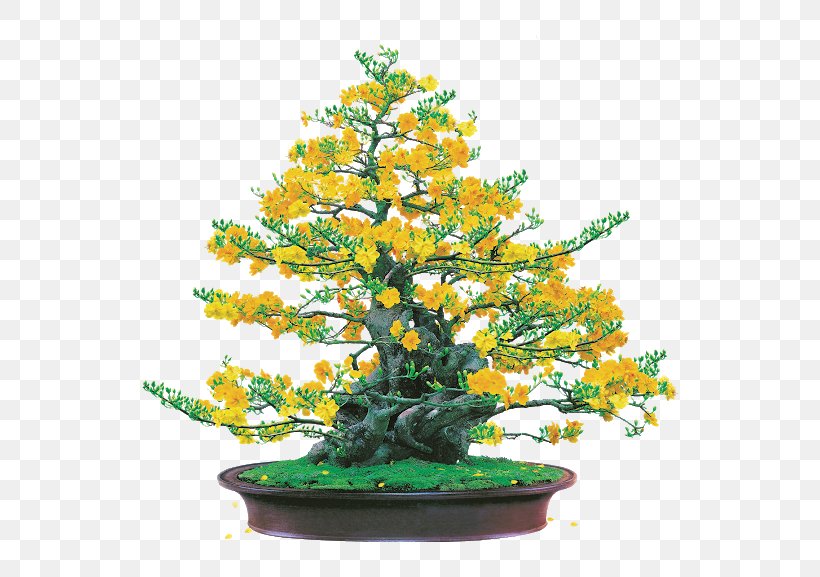 Ochna Integerrima Wallpaper, PNG, 577x577px, Ochna Integerrima, Bonsai, Chinese Sweet Plum, Conifer, Data Download Free