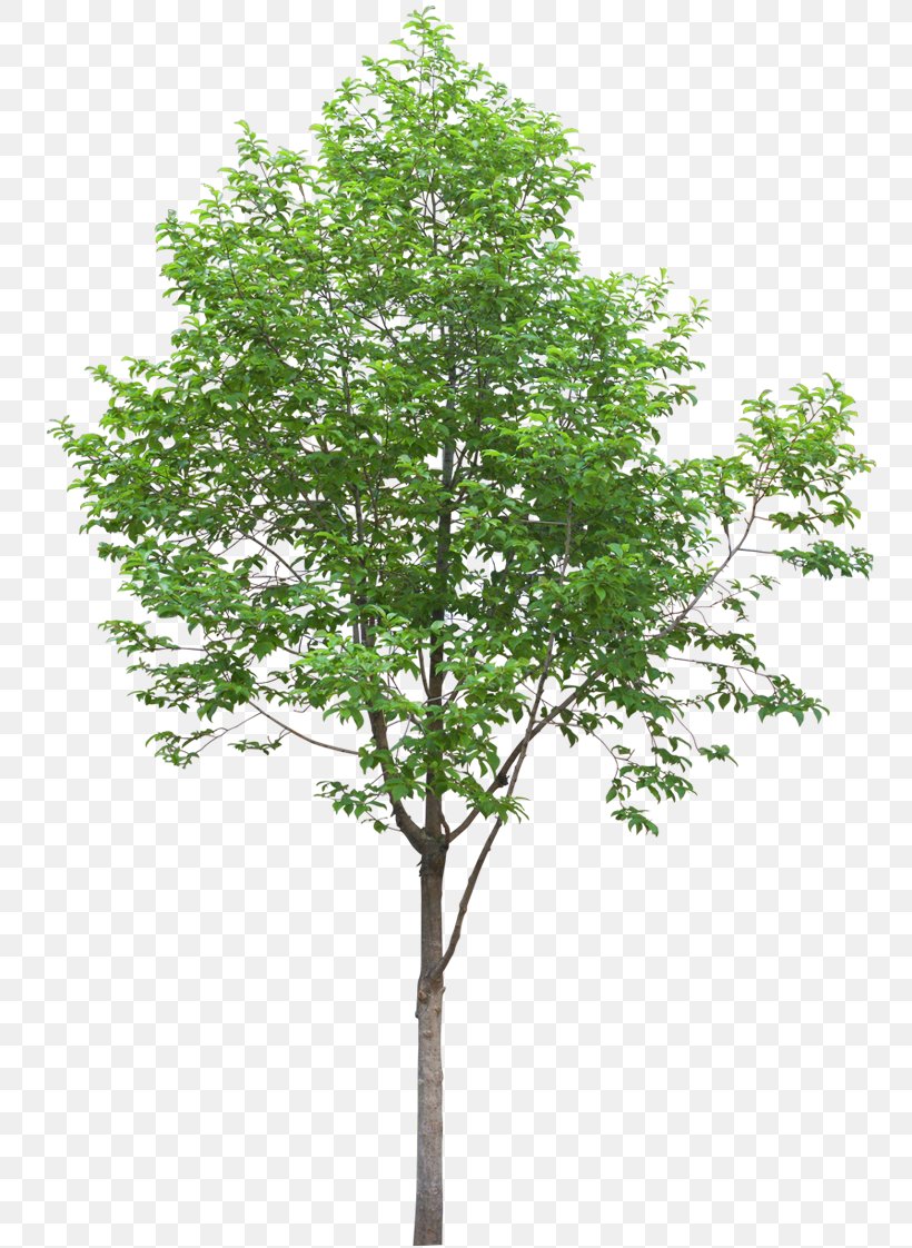 Populus Alba Tree Oak Dawn Redwood Quercus Ilex, PNG, 774x1122px, Populus Alba, Branch, Cottonwood, Dawn Redwood, Deciduous Download Free