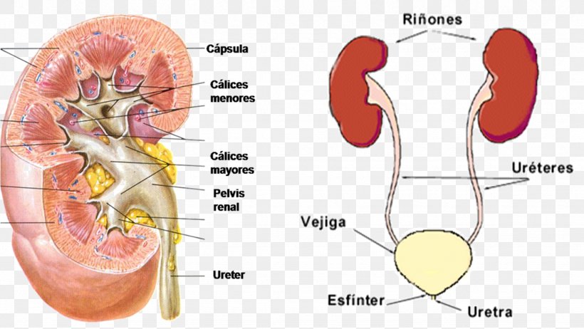 Renal Calyx Kidney Excretory System Renal Pelvis Urine, PNG, 1332x752px, Watercolor, Cartoon, Flower, Frame, Heart Download Free