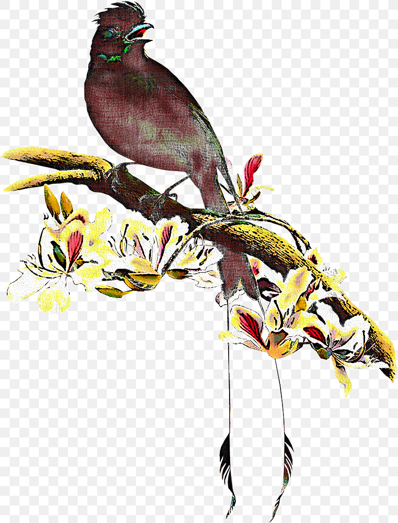 Bird Beak Plant Coraciiformes Bulbul, PNG, 818x1076px, Bird, Beak, Bulbul, Coraciiformes, Plant Download Free