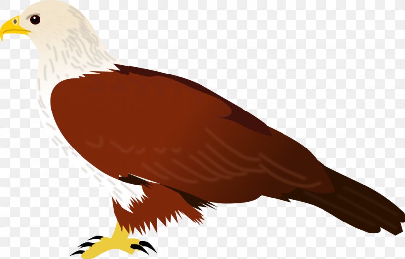 Bird Of Prey Common Myna Brahminy Kite, PNG, 1024x656px, Bird, Accipitriformes, Bald Eagle, Beak, Bird Of Prey Download Free