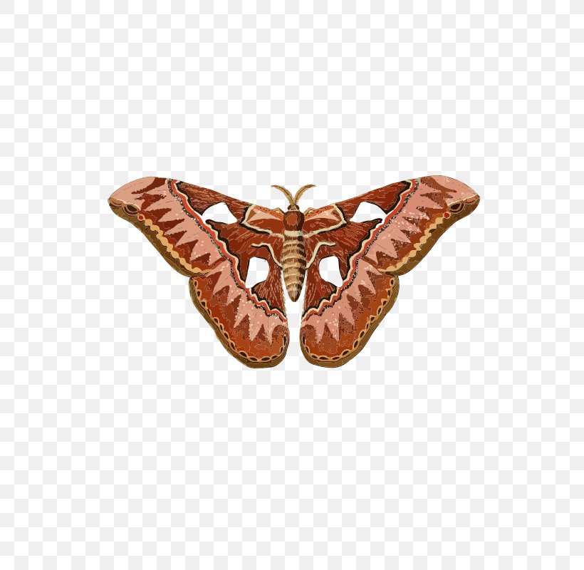 Butterfly Moth Insect Clip Art, PNG, 566x800px, Butterfly, Animal, Arthropod, Butterflies And Moths, Caligo Beltrao Download Free
