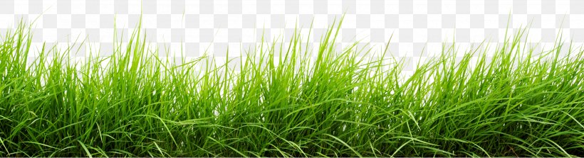 Download Clip Art, PNG, 2500x680px, Grasses, Chrysopogon Zizanioides, Commodity, Crop, Display Resolution Download Free